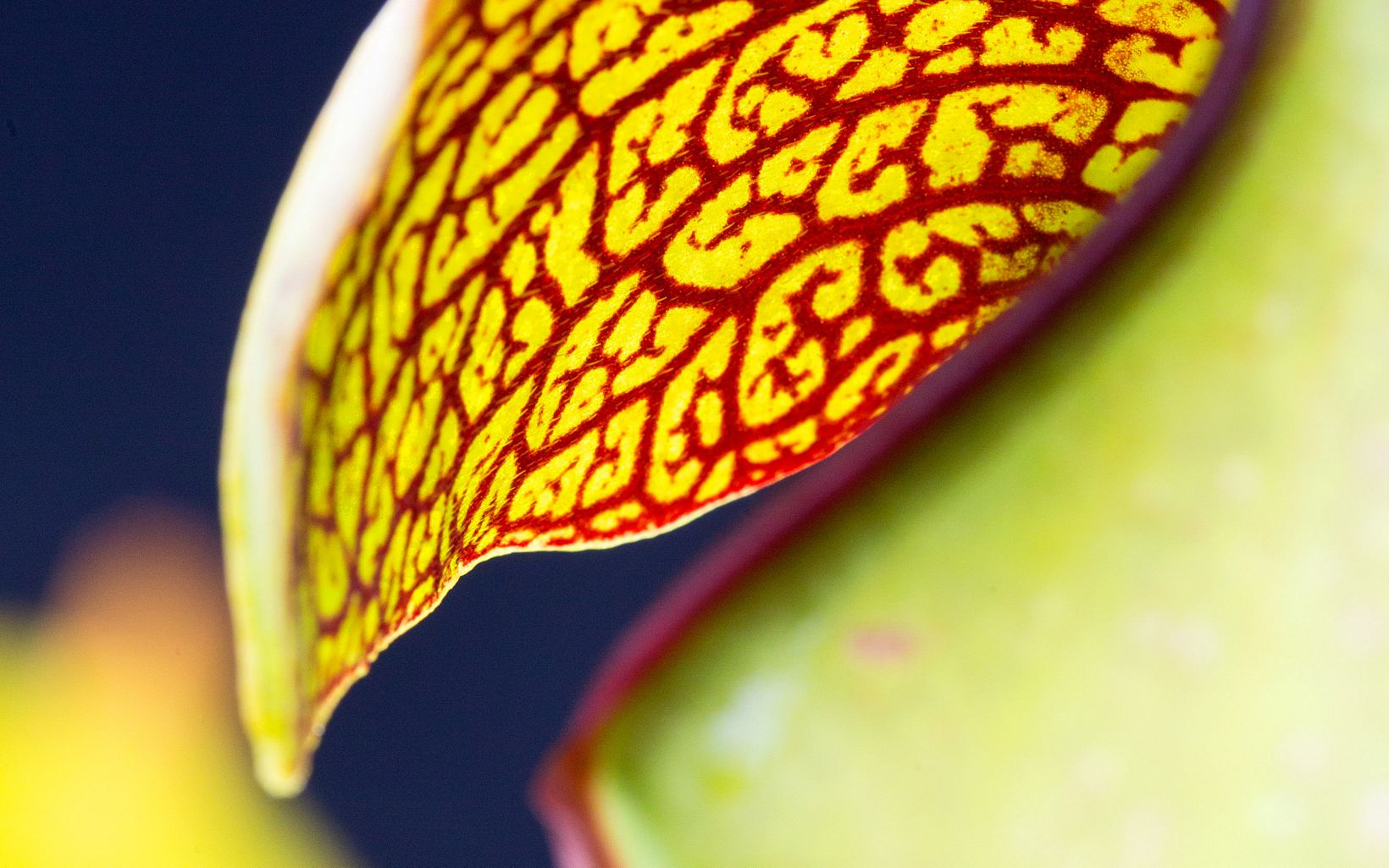 Extreme closeup of a pitcher plant pitcher with red lines on a green background.