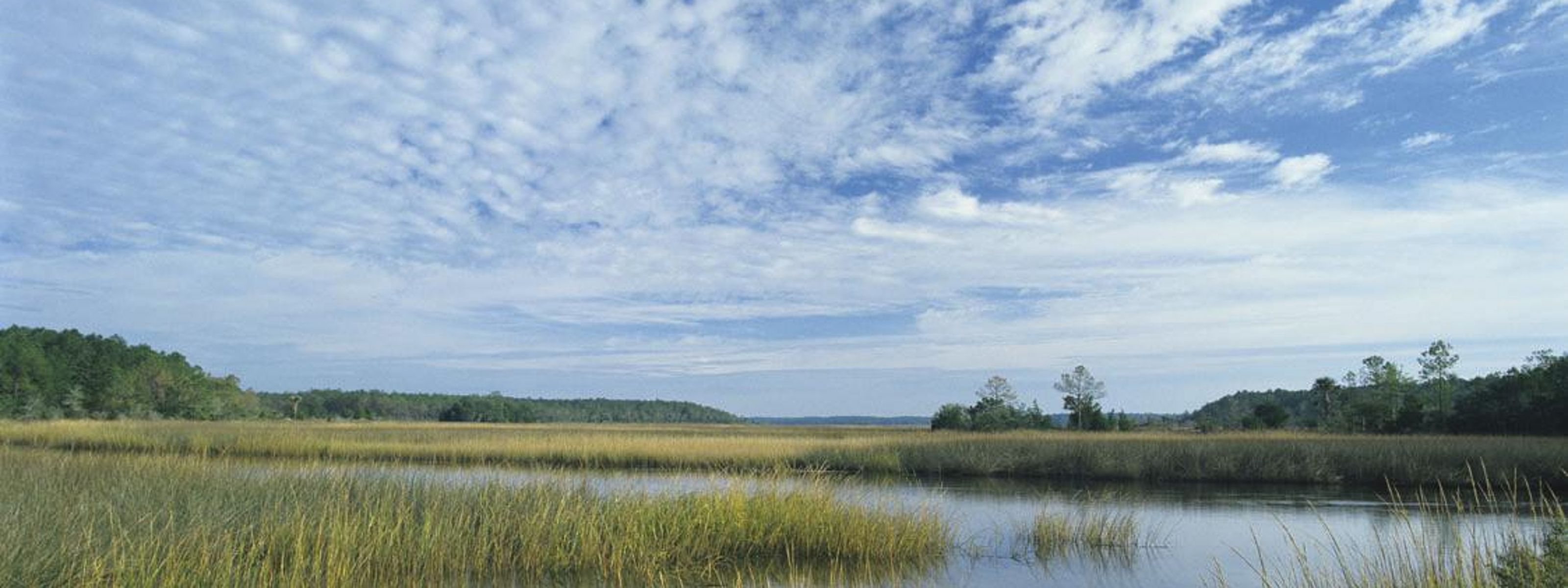 An area of open, grassy marshland with water meandering through it and a blue sky overhead.