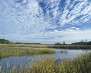 Western Kentucky wetland