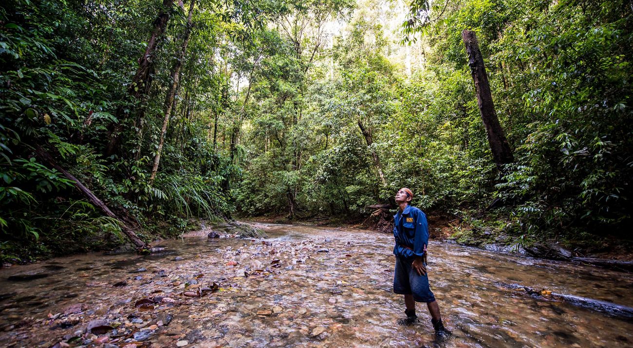 Un miembro de la comunidad de patrulla de bosque observa las copas de los arboles en Kalimantan.