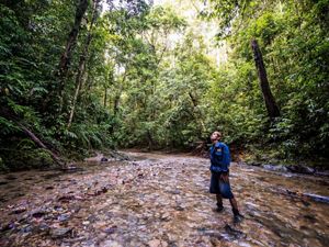 An Indonesian man stands in a shallow stream and looks up to the surrounding forest.