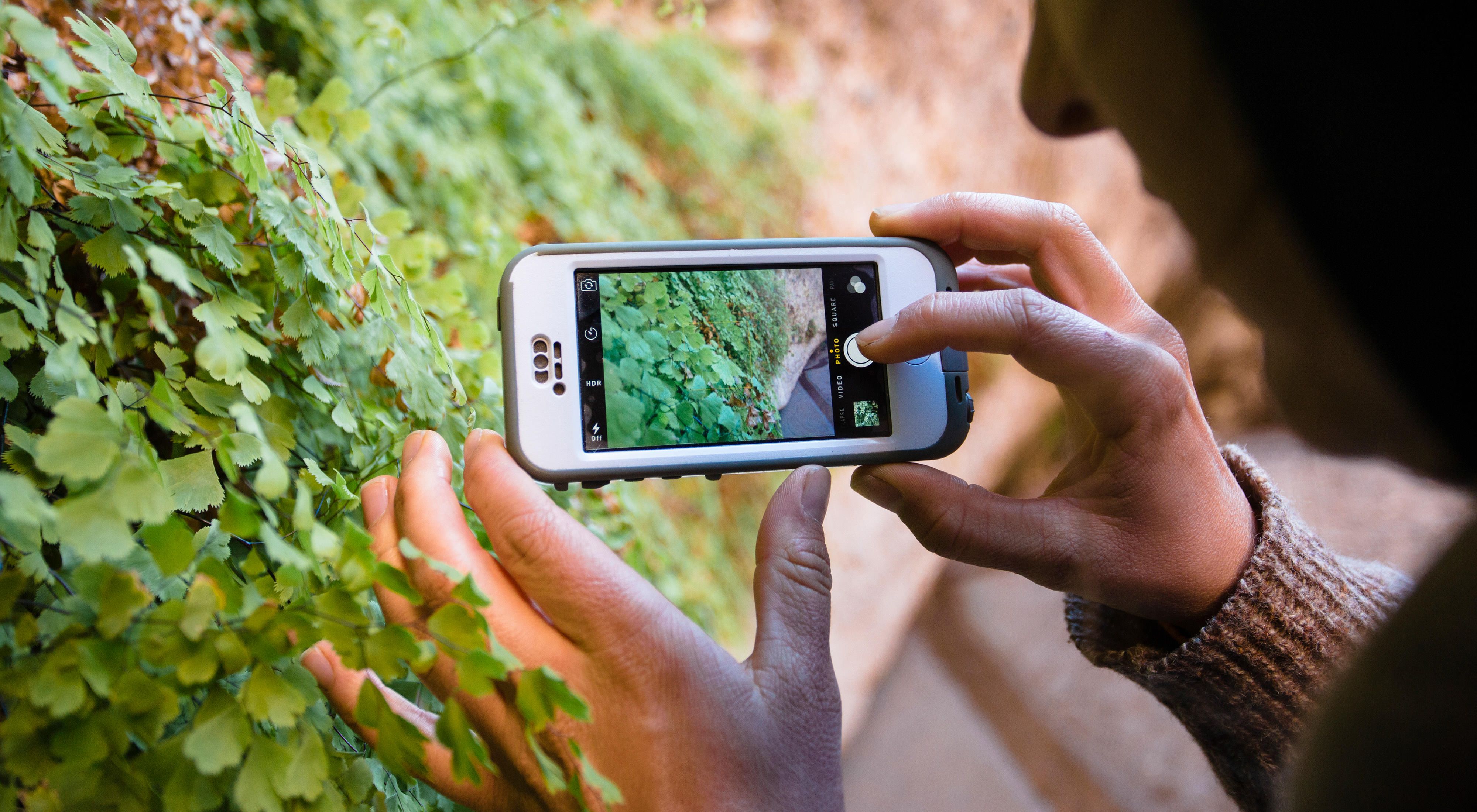 woman uses iPhone to photograph foliage