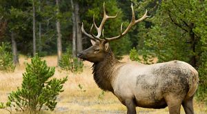 Large male elk in Yellowstone