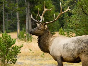 Large male elk in Yellowstone
