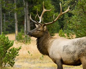 Large male elk in Yellowstone