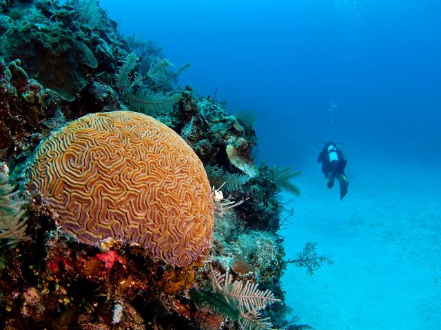 A diver swims past a healthy coral reef