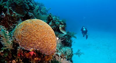 A SCUBA diver swims next to a large coral outcropping.