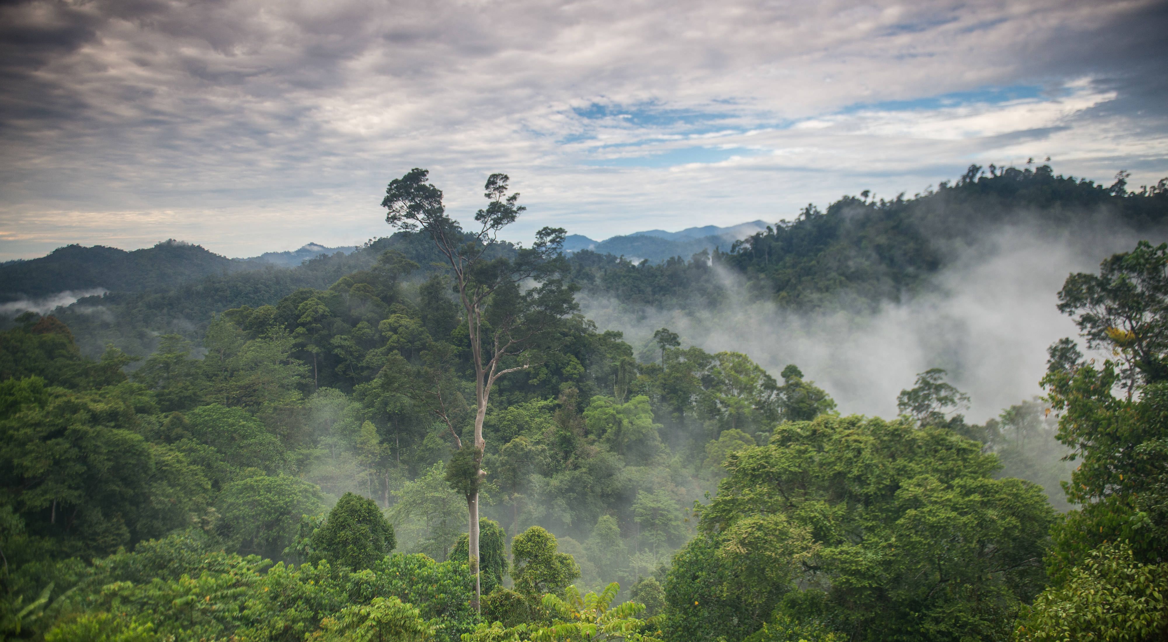 Mist over a forest in East Kalimantan, Indonesia.