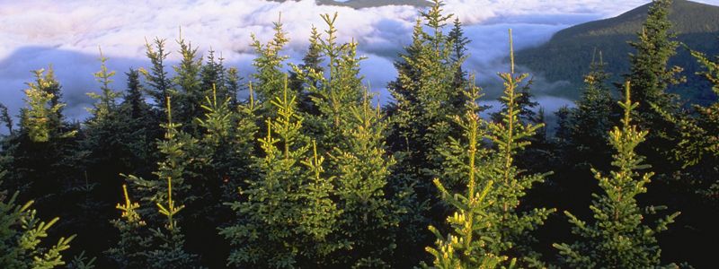 Elevated view of evergreen forest in mountain setting with cloudy sky in background.