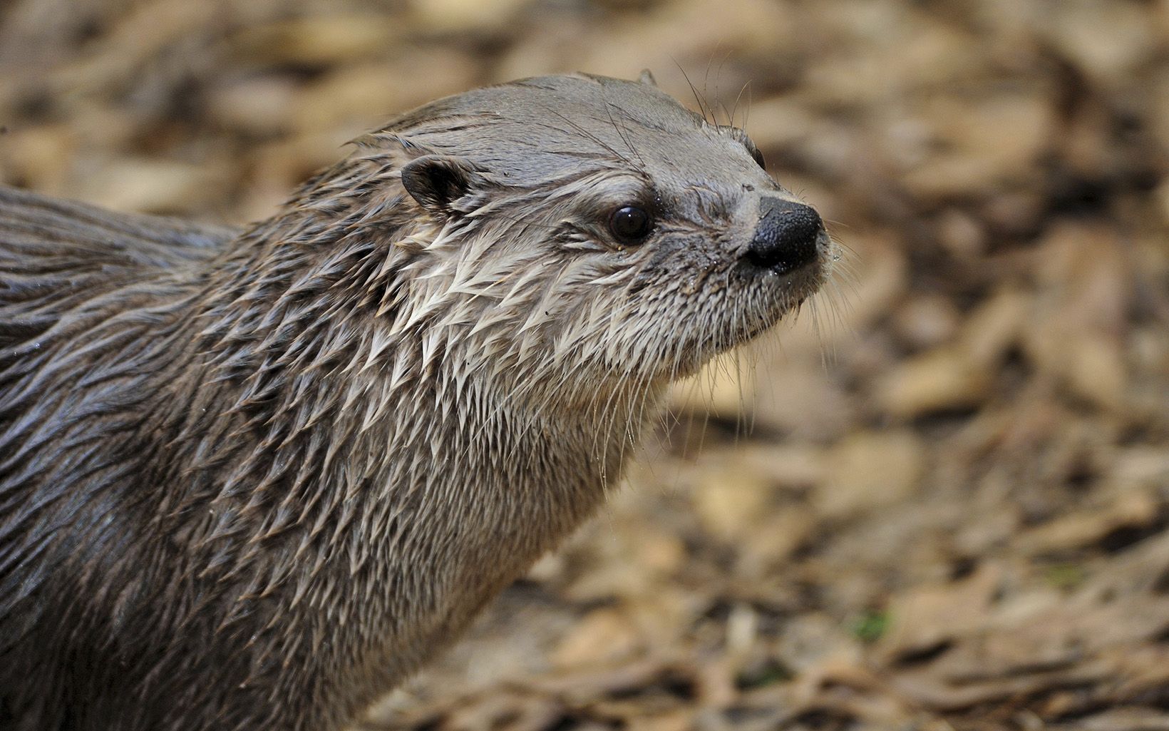 A close-up of an otter.