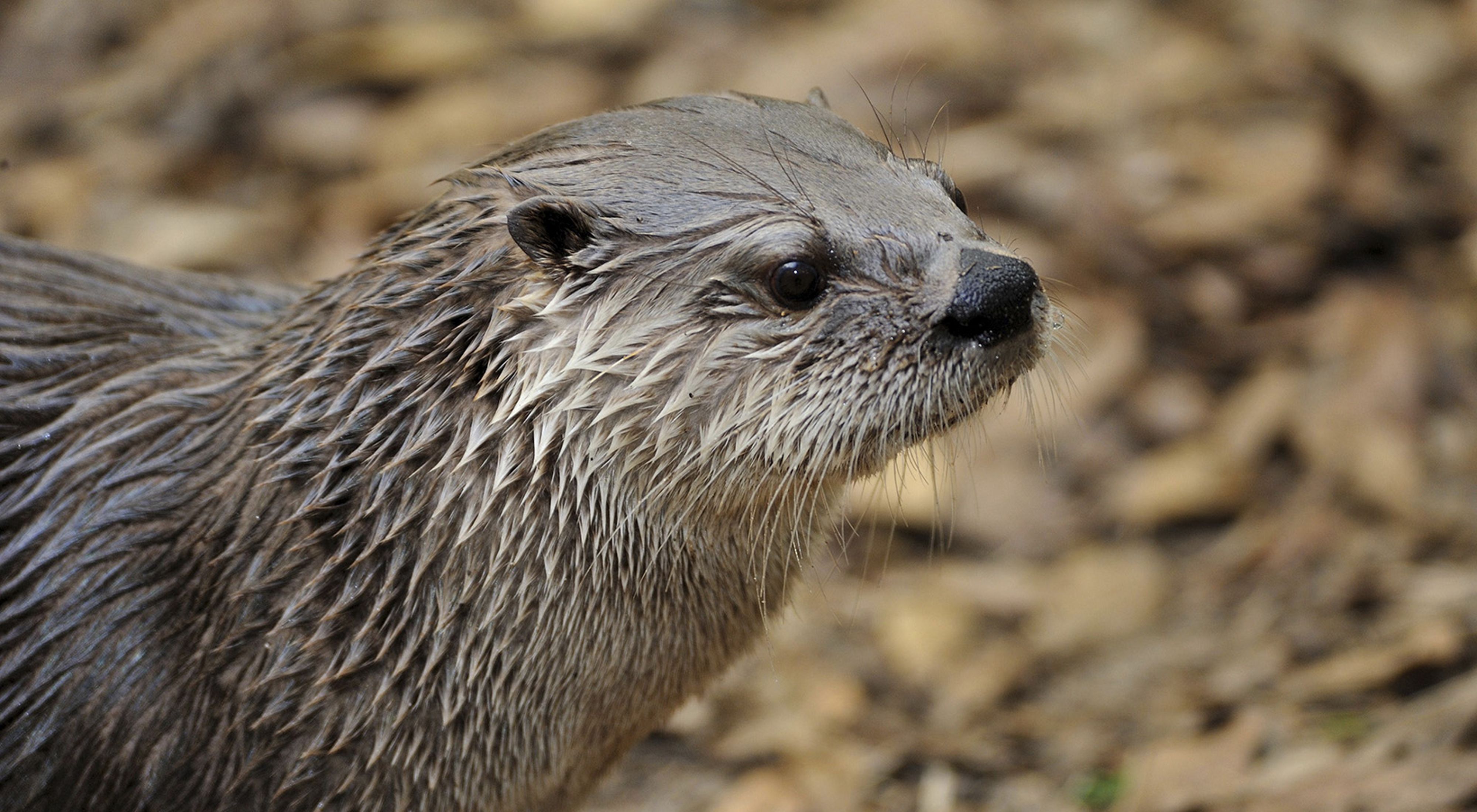 Closeup of a river otter's face.