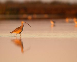 A rust colored bird with a long black beak stands in shallow water.