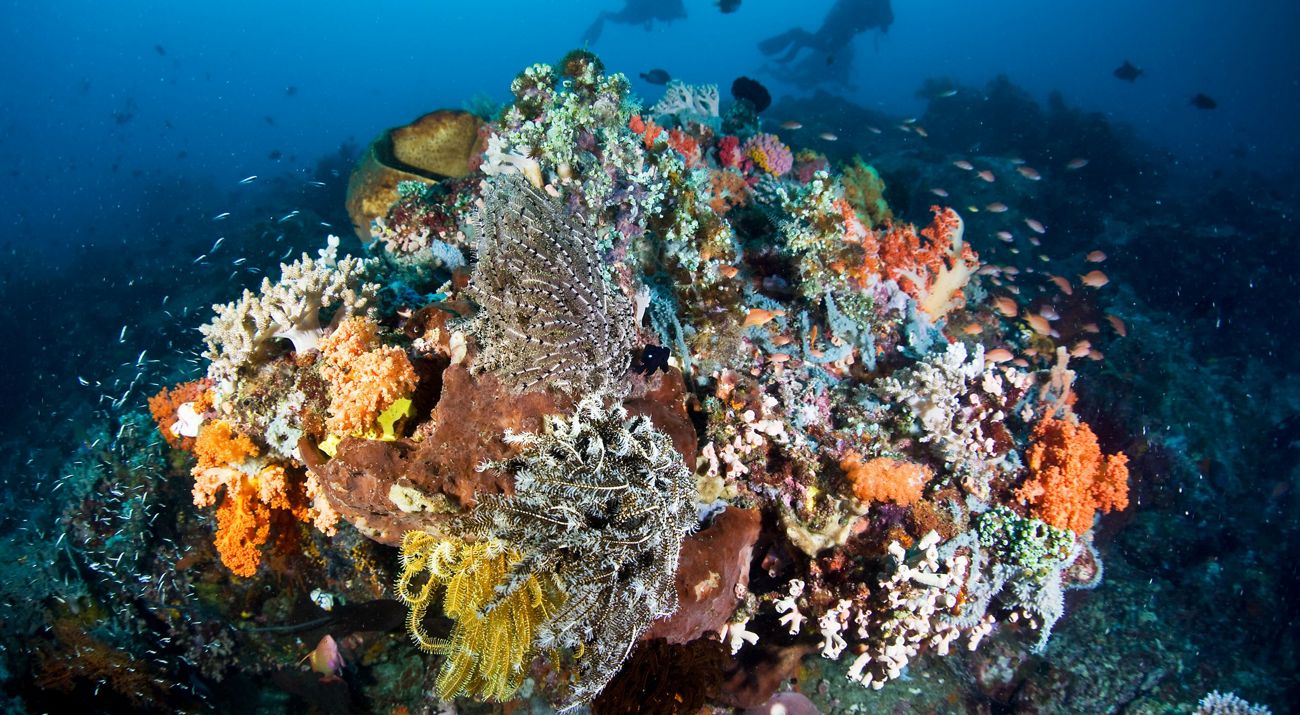 Coral Reef in Indonesia