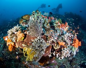 Coral reef underwater.