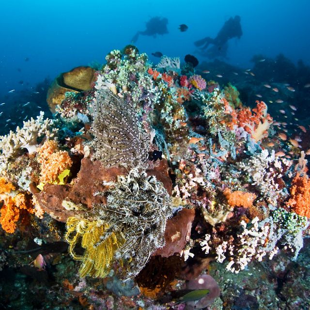 A diversity of corals, echinoderms, sponges, and other life compete for space and plankton on the reefs surrounding Bangka Island, North Sulawesi, Indonesia, Pacific Ocean.