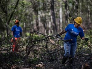 Three young people wearing hard hats and conservation corps shirts, clearing branches in a forest.