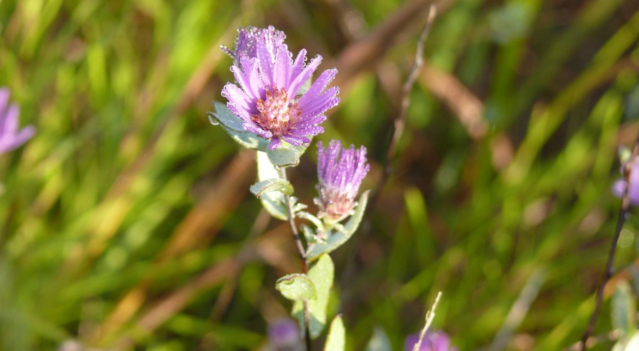 Closeup of a purple flower growing in a field.