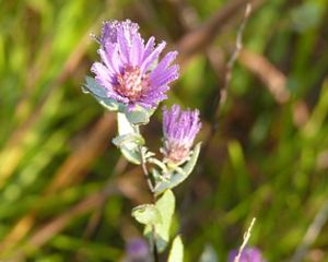 Closeup of a purple flower growing in a field.