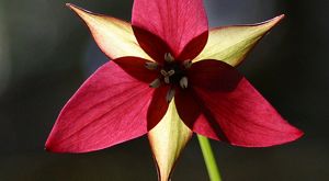 A pink and red trillium flower.