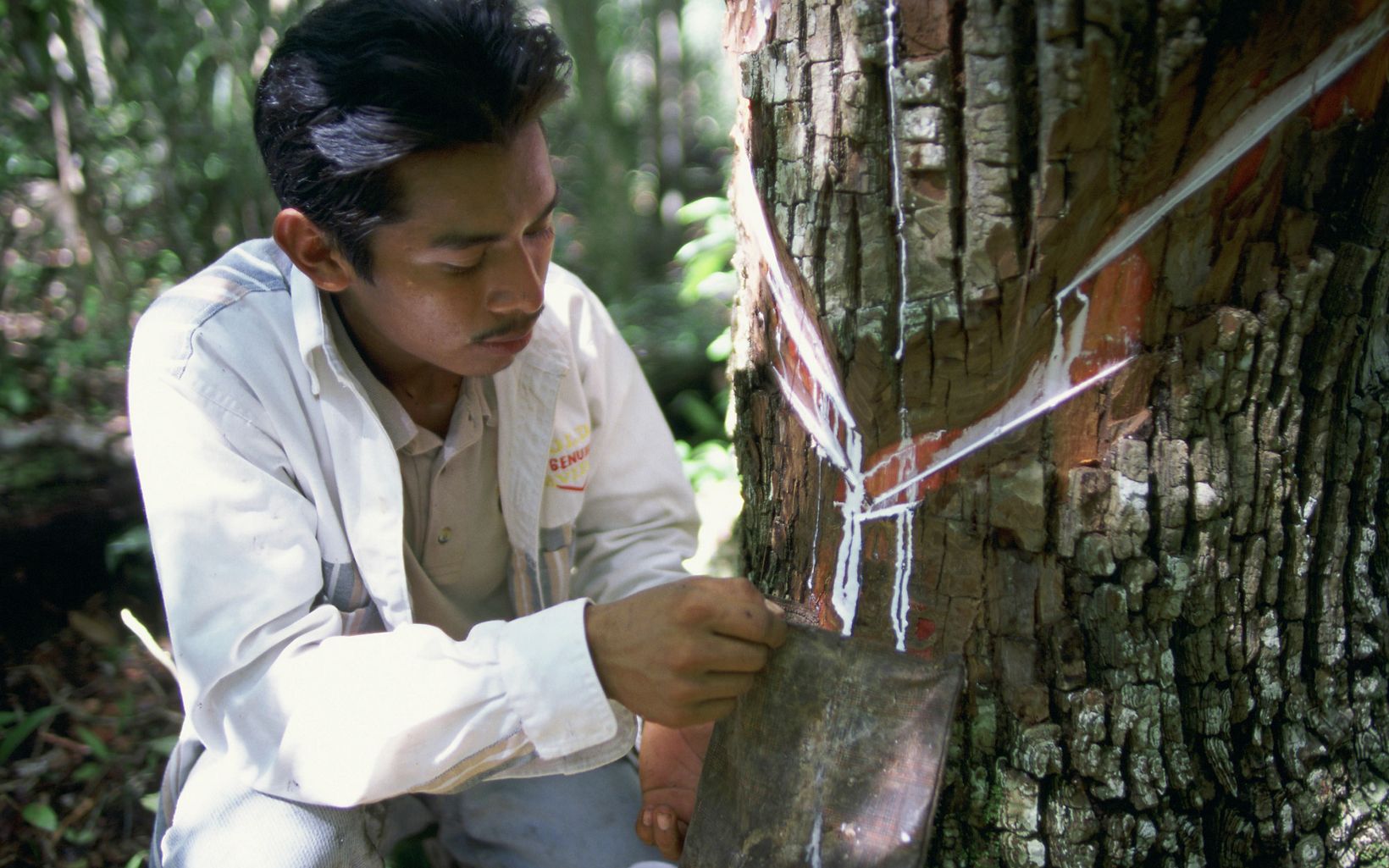 
                
                   Ejido gum tapper taps sap from a gum tree in the Maya forest along the edge of Mexico's Calakmul Biosphere Reserve.
                  © Mark Godfrey/TNC
                
              