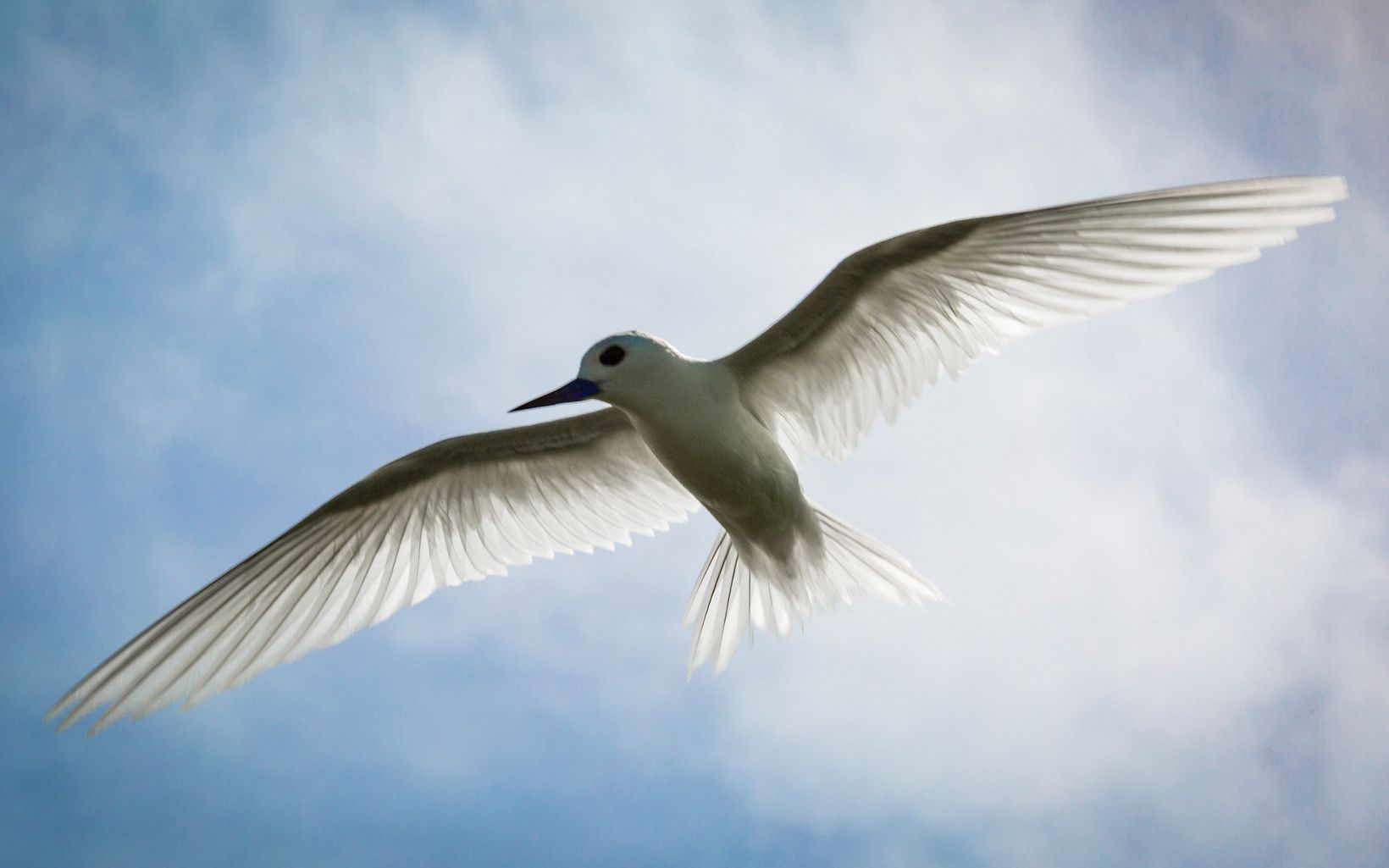 A white tern (Gygis alba) with open wings backlit against a sunny sky.