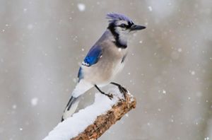 Bright blue jay against a snowy background.