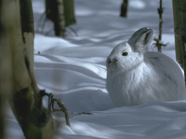 A rabbit sitting in the snow amongst trees.