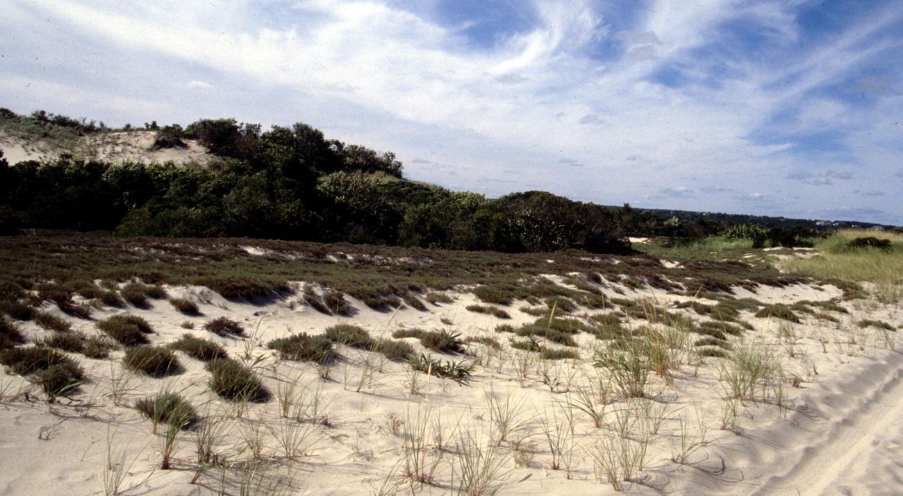 Sand dunes covered in green brush and grasses against a cloud-streaked sky.