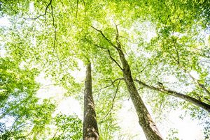 Looking up from the ground through a tree canopy of spring green leaves. 