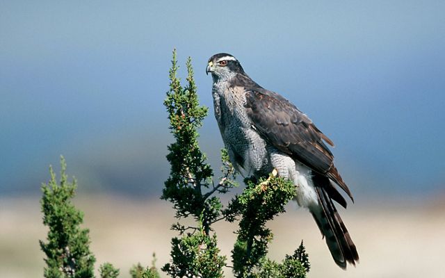 A medium sized raptor perches on the thin branch of an evergreen tree.