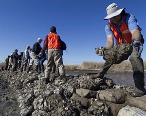 Oyster restoration volunteers stack bags of oysters on a reef.