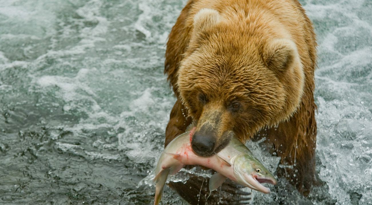 Brown bear with salmon