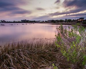 Grasses line the shore along the Florida coast.