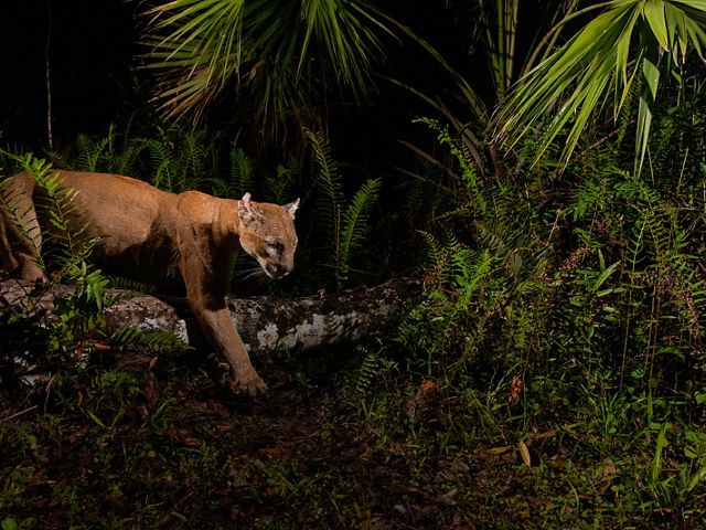 Camera trap image of a Florida panther (Puma concolor coryi) in the Florida Panther National Wildlife Refuge and on a trail leading into the upper Fakahatchee Strand State Preserve. The Nature Conservancy works to protect land in Florida by partnering with private landowners and state government entities to help preserve wildlife habitat and to help support wildlife corridors.