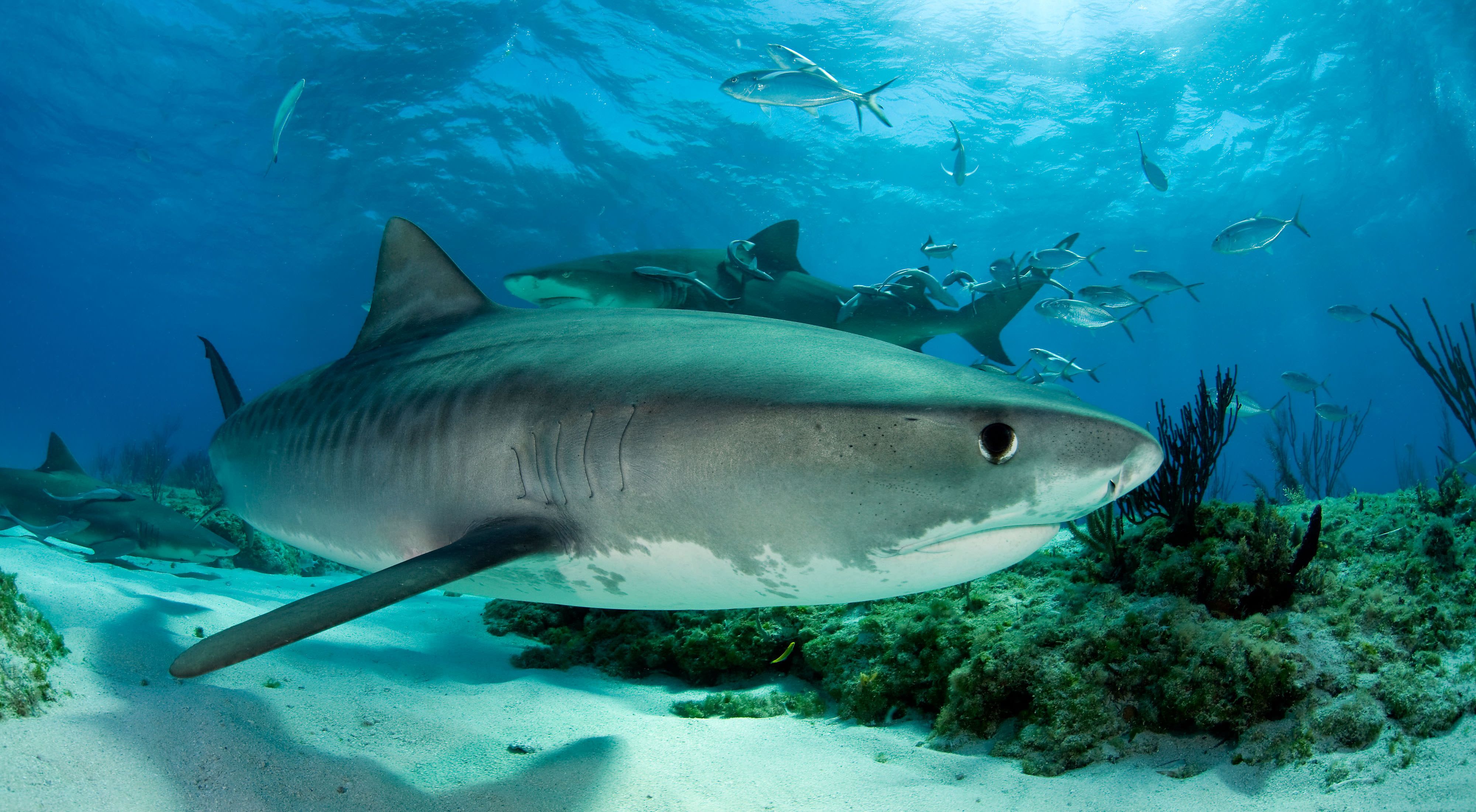 underwater side view of a shark near the bottom sand