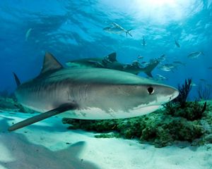 underwater side view of a shark
