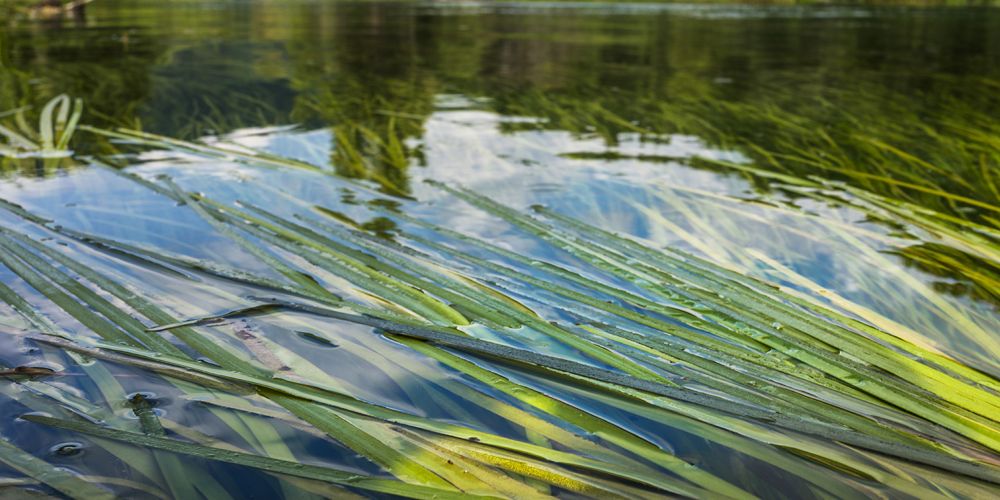 River grass floating around a body of water.