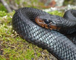 a black snake curled up