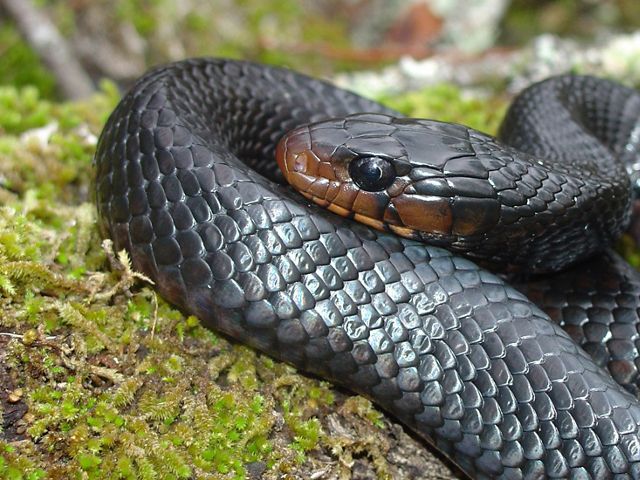 Closeup of a coiled-up black eastern indigo snake.