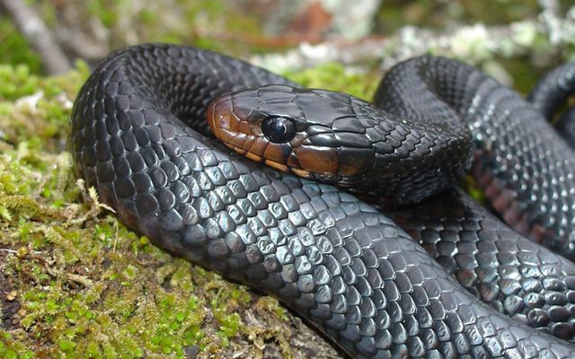 Closeup of a coiled-up black eastern indigo snake.