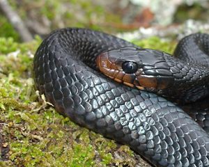 Closeup of an eastern indigo snake in grass.