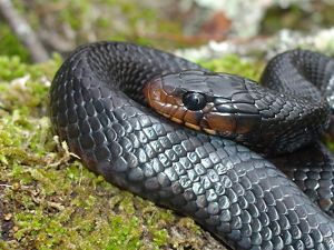 Closeup of an eastern indigo snake in grass.