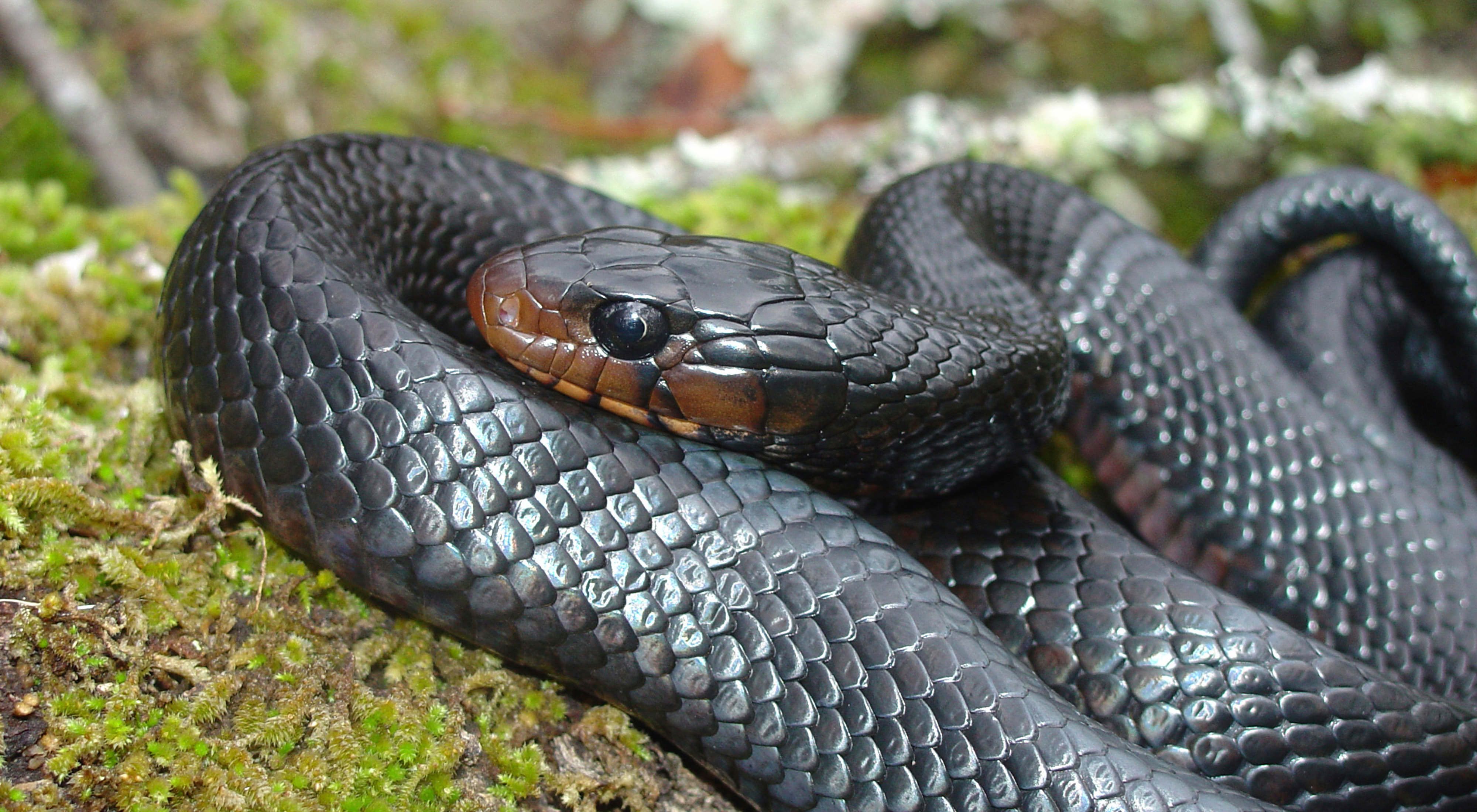 Closeup of a shiny black snake with its head resting on its coiled body.
