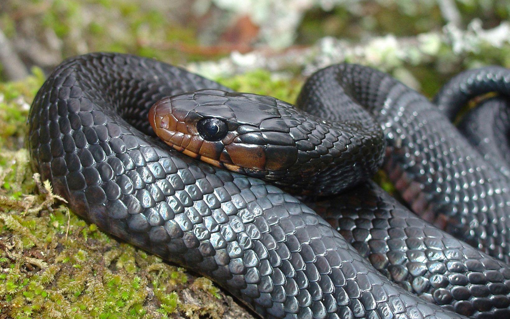 Close up of an Eastern indigo snake coiled on the forest floor. 
