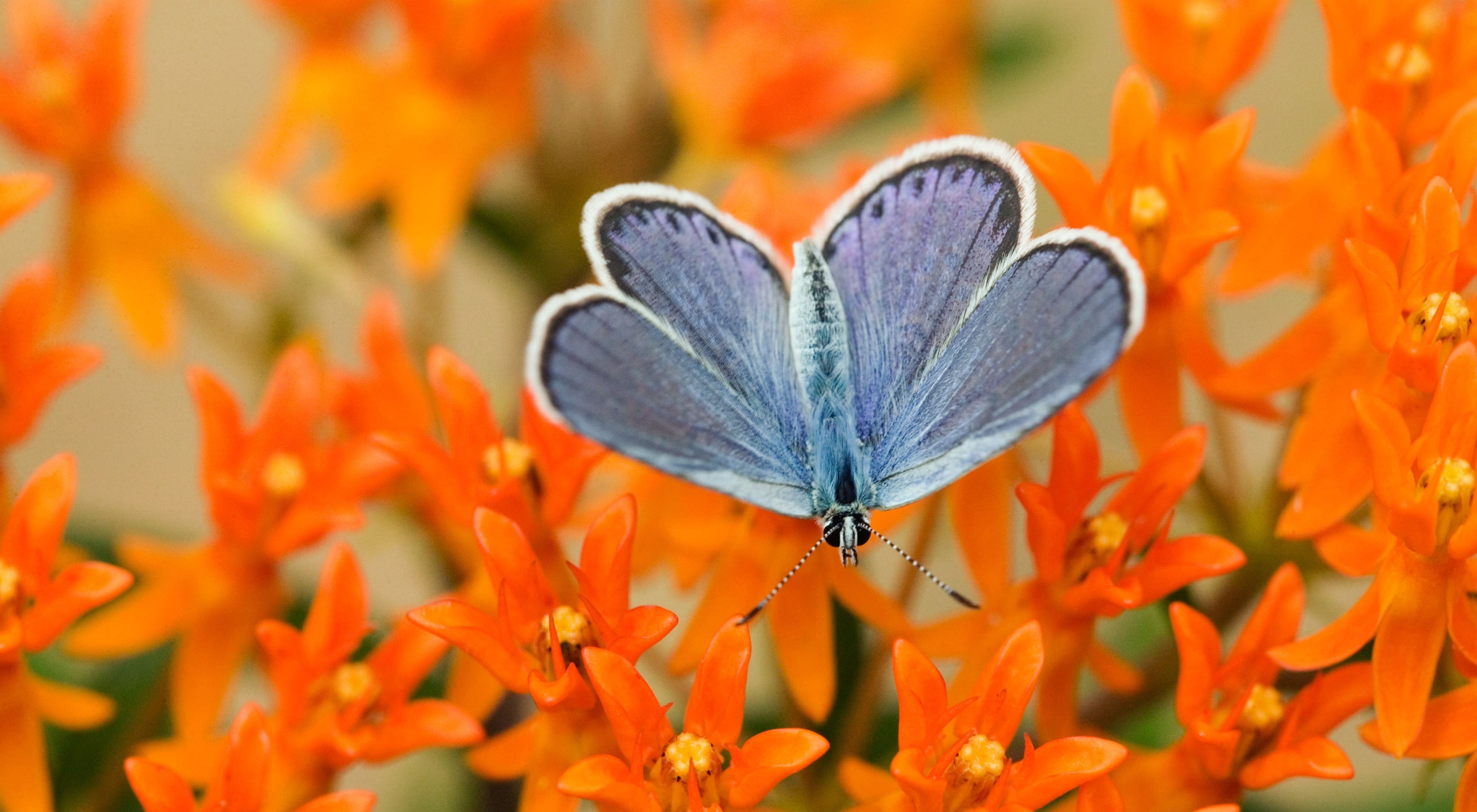 a blue butterfly stops upon a bright orange flower.