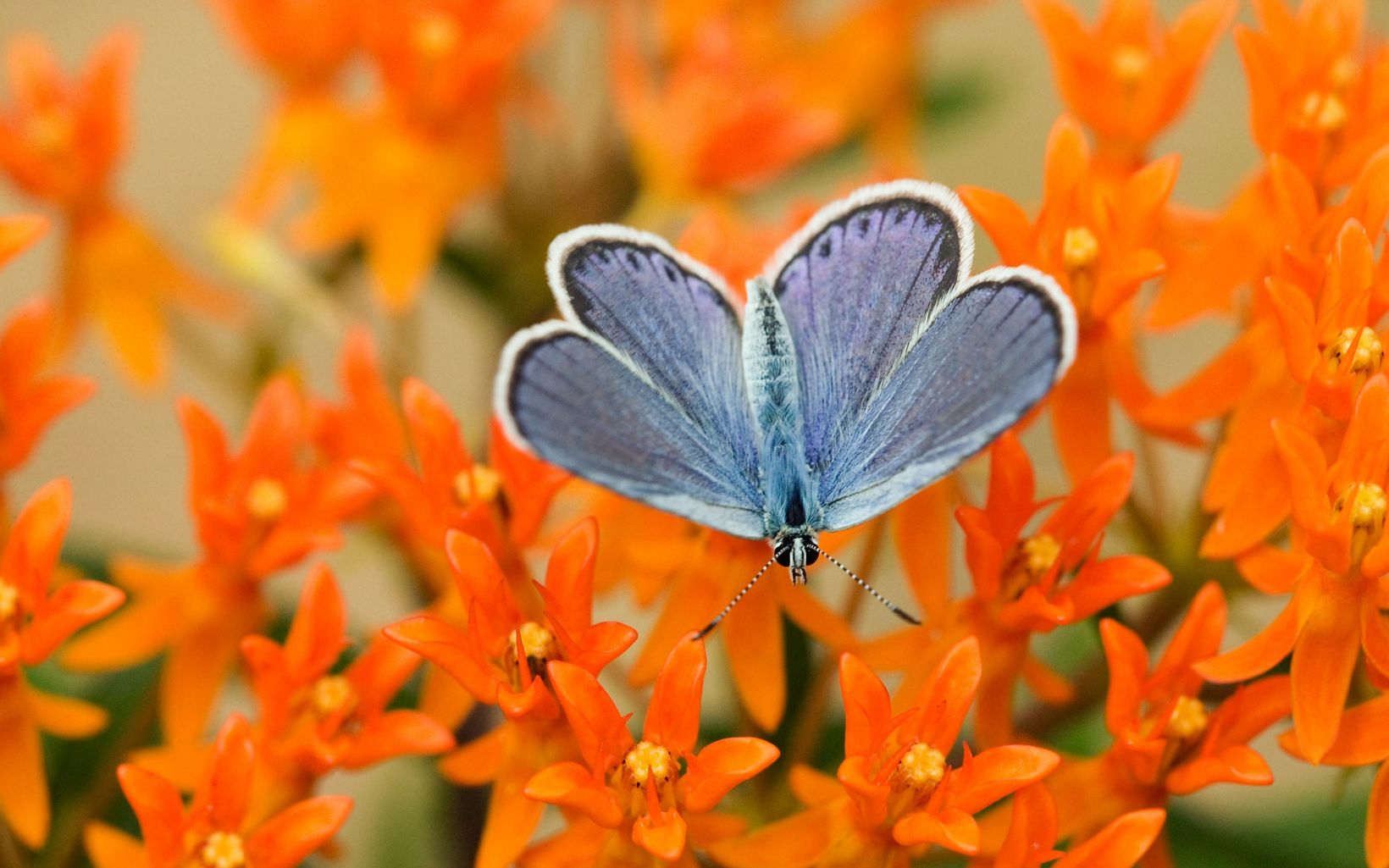 A Karner Blue Butterfly sits on bright orange flowers.