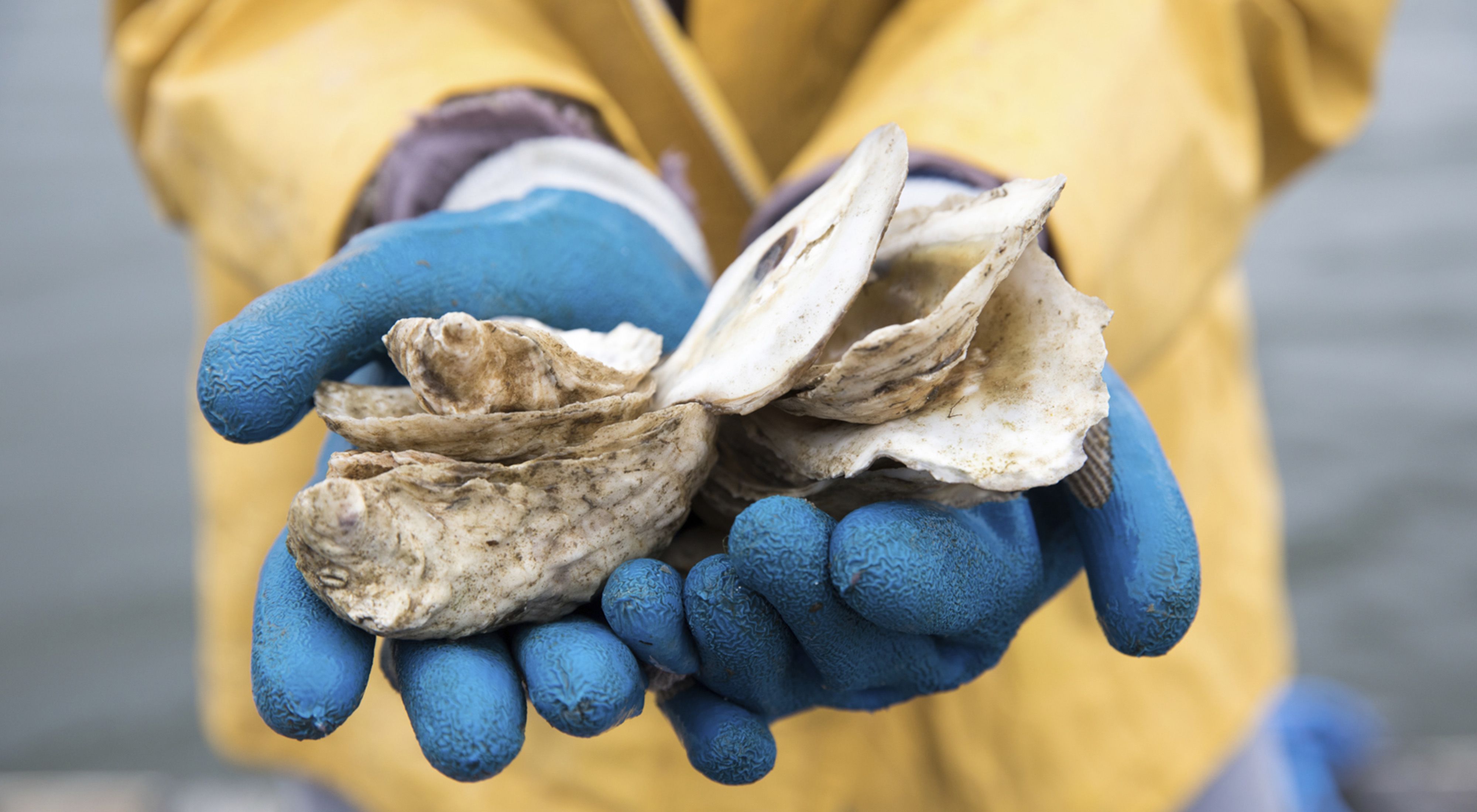 Two gloved hands hold oysters.