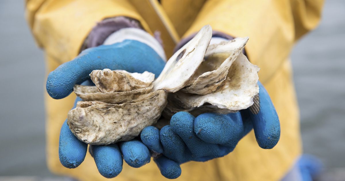 Shellfish Fisher Shellfish Grower Stories | The Nature Conservancy