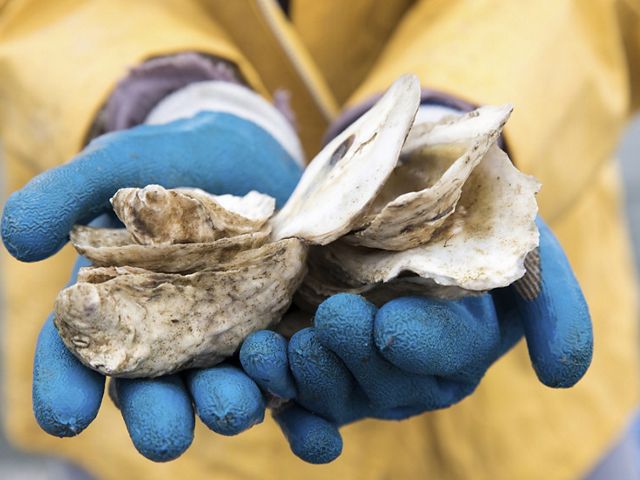 Young oysters grow on recycled shell at Jackson Estuarine Laboratory in Durham, New Hampshire.