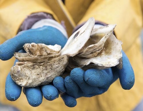 Hands holding oyster spat on a recycled shell.